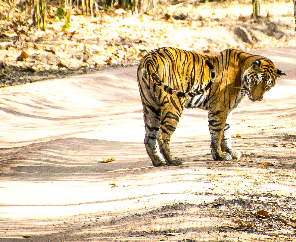 Webdesign Service - Website maken - background liggend tnt