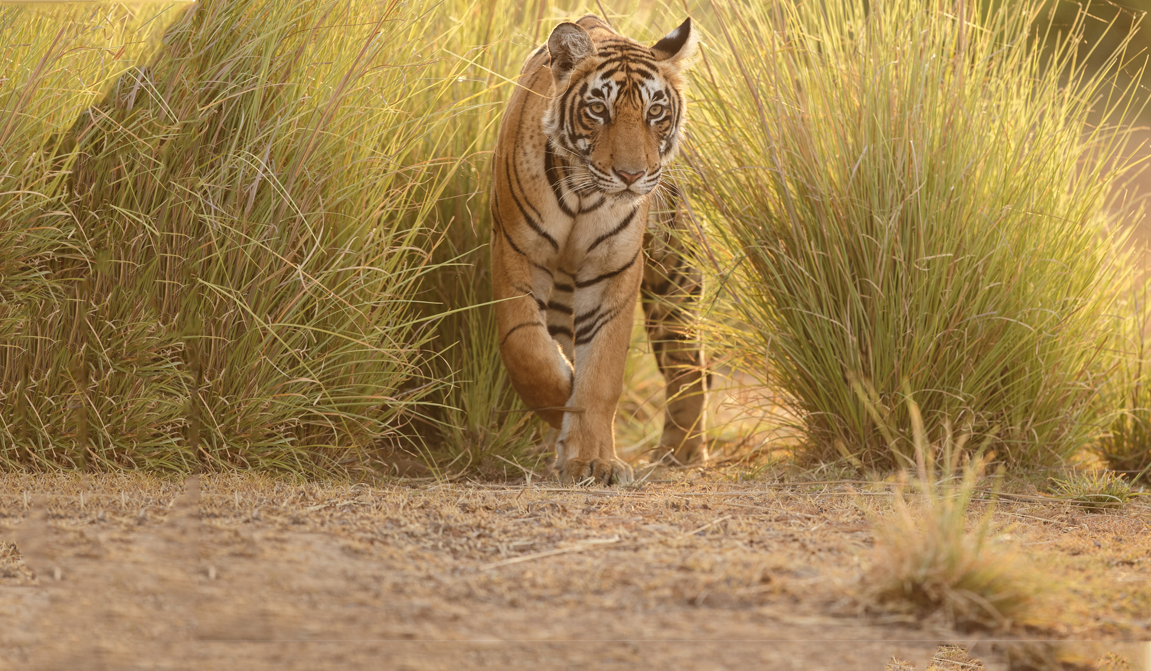 Webdesign Service - Website maken - background bosje 480