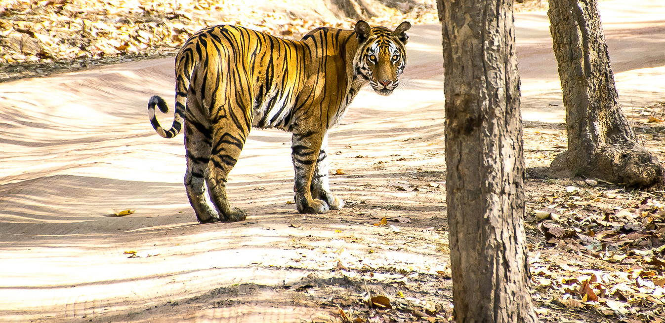 Webdesign Service - Website maken - background liggend2