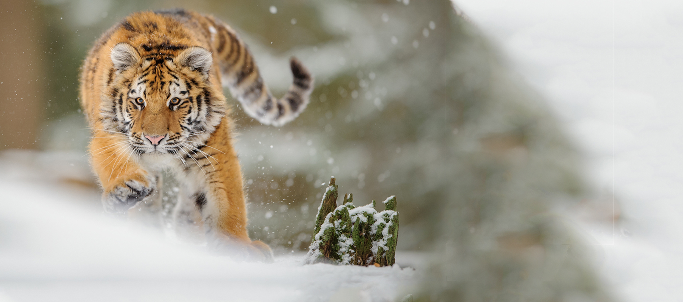 Webdesign Service - Website maken - background tijgerjong2 1200