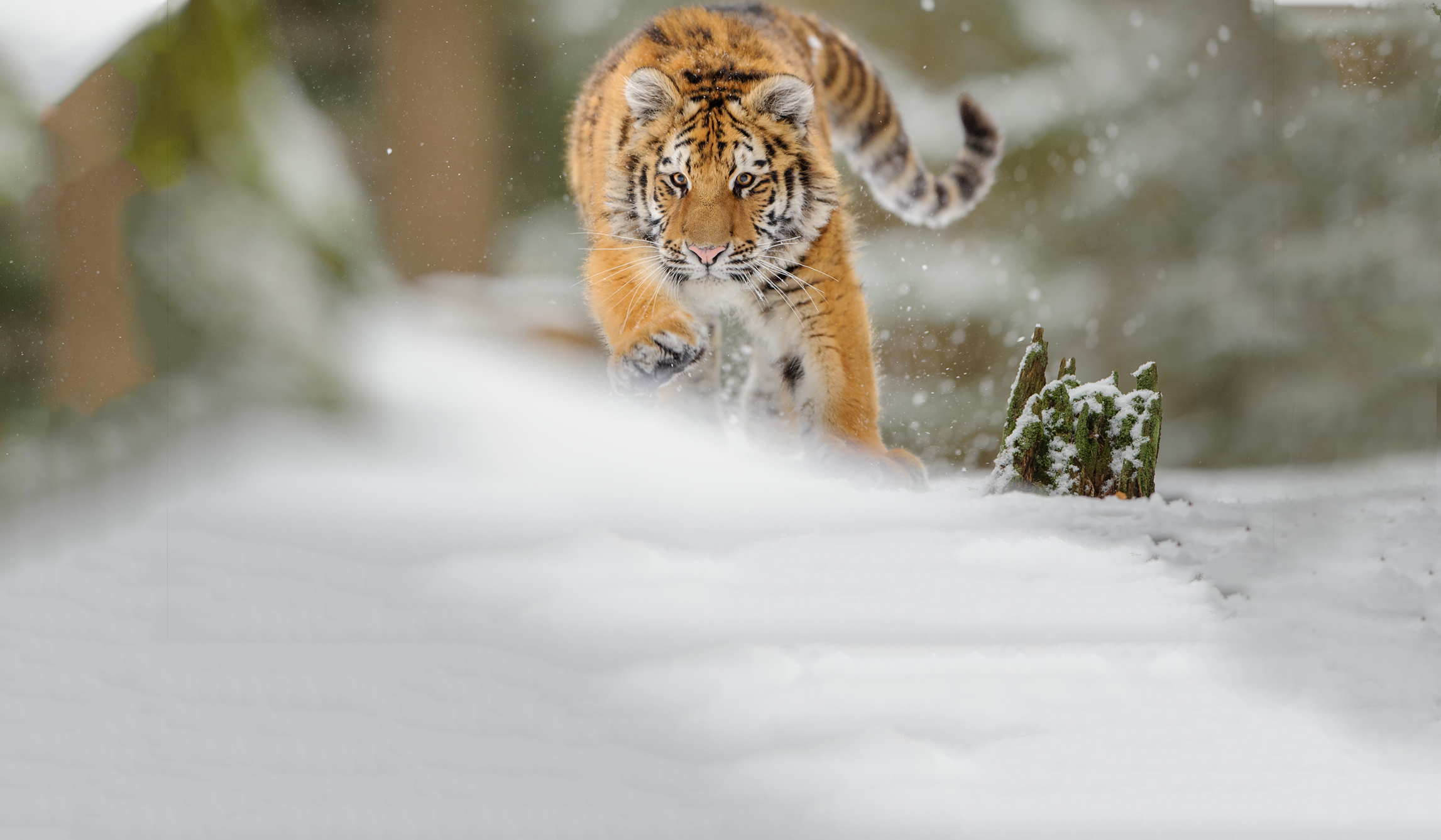 Webdesign Service - Website maken - background tijgerjong2 480